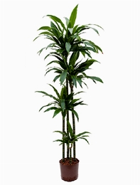 Dracaena janet craig 120-90-60-30 180 cm