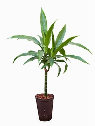 Dracaena janet craig 30 60 cm