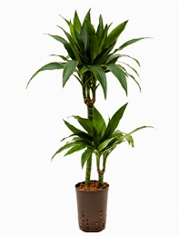 Dracaena janet craig 45-15 90 cm