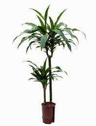 Dracaena janet craig 60-30 100 cm