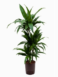 Dracaena janet craig 60-30-15 100 cm