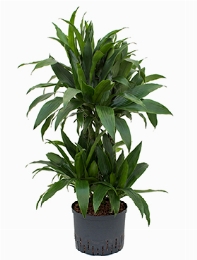 Dracaena janet craig 60-Carrousel 105 cm