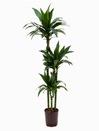 Dracaena janet craig 90-60-30 140 cm