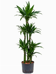 Dracaena janet craig 90-Carrousel 140 cm