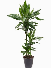 Dracaena janet lind 60-30-15 100 cm