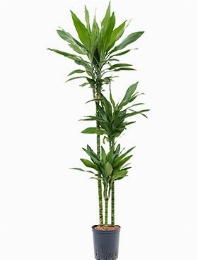 Dracaena janet lind 90-60-30 150 cm