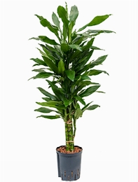 Dracaena janet lind Vertakt-multi 120 cm