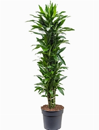 Dracaena janet lind Vertakt-multi 200 cm