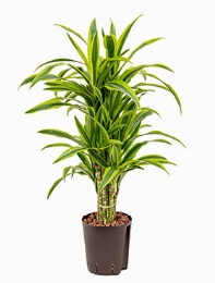 Dracaena lemon lime Vertakt-multi 85 cm