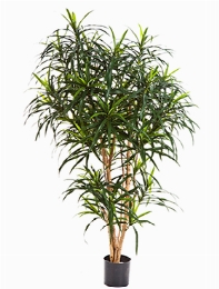 Dracaena reflexa Anita Vertakt