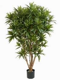 Dracaena reflexa Jamaica Vertakt