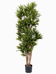 Dracaena reflexa Vertakt