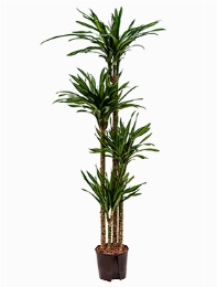 Dracaena riki 120-90-60-30 170 cm