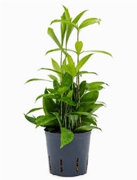 Dracaena surculosa Toef 2pp 25 cm