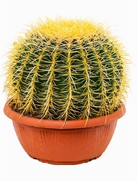 Echinocactus grusonii 30 cm