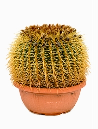 Echinocactus grusonii 40-45 cm 55 cm