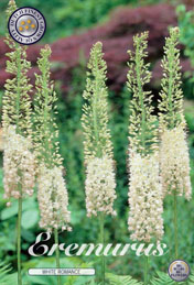 Eremurus White Romance met 5 zakjes verpakt a 1 bollen