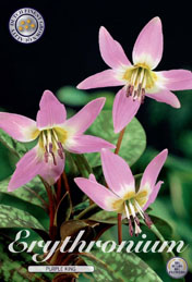 Erythronium Purple King met 5 zakjes verpakt a 1 bollen