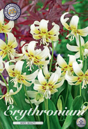 Erythronium White Beauty met 5 zakjes verpakt a 3 bollen