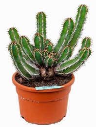 Euphorbia avasmontana Vertakt 45 cm