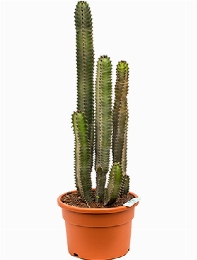 Euphorbia canariensis 80 cm