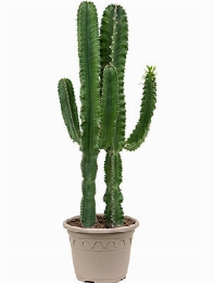 Euphorbia erytrea 2pp Vertakt 140 cm