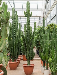 Euphorbia erytrea Vertakt (220-230) 220 cm