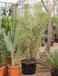 Euphorbia fierensis Vertakt 160 cm