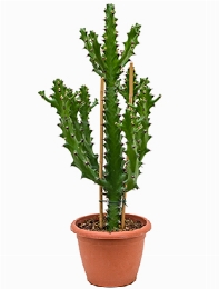 Euphorbia mayuranathanii Vertakt 90 cm