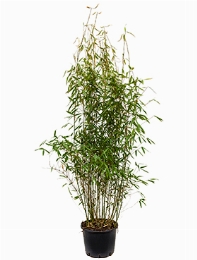 Fargesia murieliae jumbo Bush 120 cm