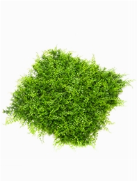 Fern Juniperus Mat 0