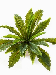 Fern Margarintum Bush