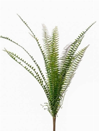 Fern Nephrolepis Toef (15 lvs.)