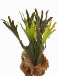 Fern Staghorn Toef (15 Lvs.)