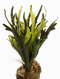 Fern Staghorn Toef (18 lvs.)