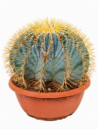 Ferocactus glaucescens Bol 35 cm