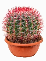 Ferocactus stainesii Bol 35 cm