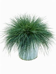 Festuca glauca intense blue Bush 40 cm