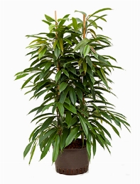 Ficus amstel king 2pp 110 cm