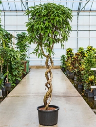 Ficus amstel king Spiraal dubbel 250 cm