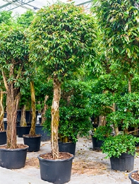 Ficus amstel king Stam 400 cm