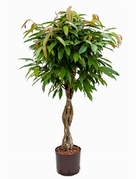 Ficus amstel king Stam gevl. 120 cm