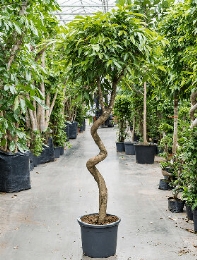 Ficus amstel king Stam kurk 250 cm