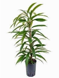 Ficus amstel king Toef 80 cm