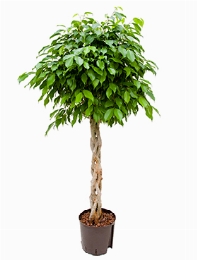 Ficus benjamina columnar Stam gevl. 130 cm