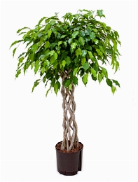 Ficus benjamina Open window 130 cm