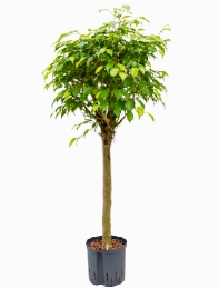 Ficus benjamina Stam 125 cm