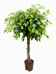 Ficus benjamina Stam gevl. 125 cm