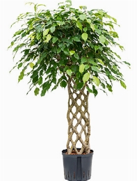 Ficus benjamina Stam hek 120 cm