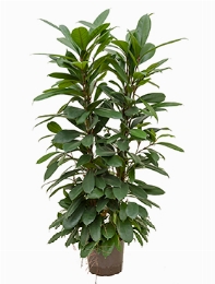 Ficus cyathistipula 4pp 120 cm